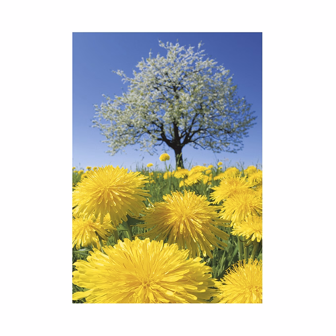 Falinaptár TOPTIMER T092 315x450mm álló Nature Emotions 2026.