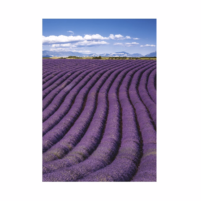 Falinaptár TOPTIMER T092 315x450mm álló Provence 2026.