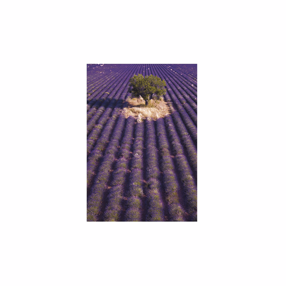 Falinaptár TOPTIMER T092 315x450mm álló Provence 2026.