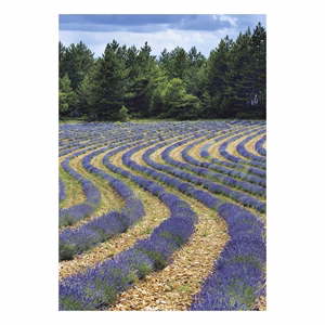 Falinaptár TOPTIMER T092 315x450mm álló Provence 2027