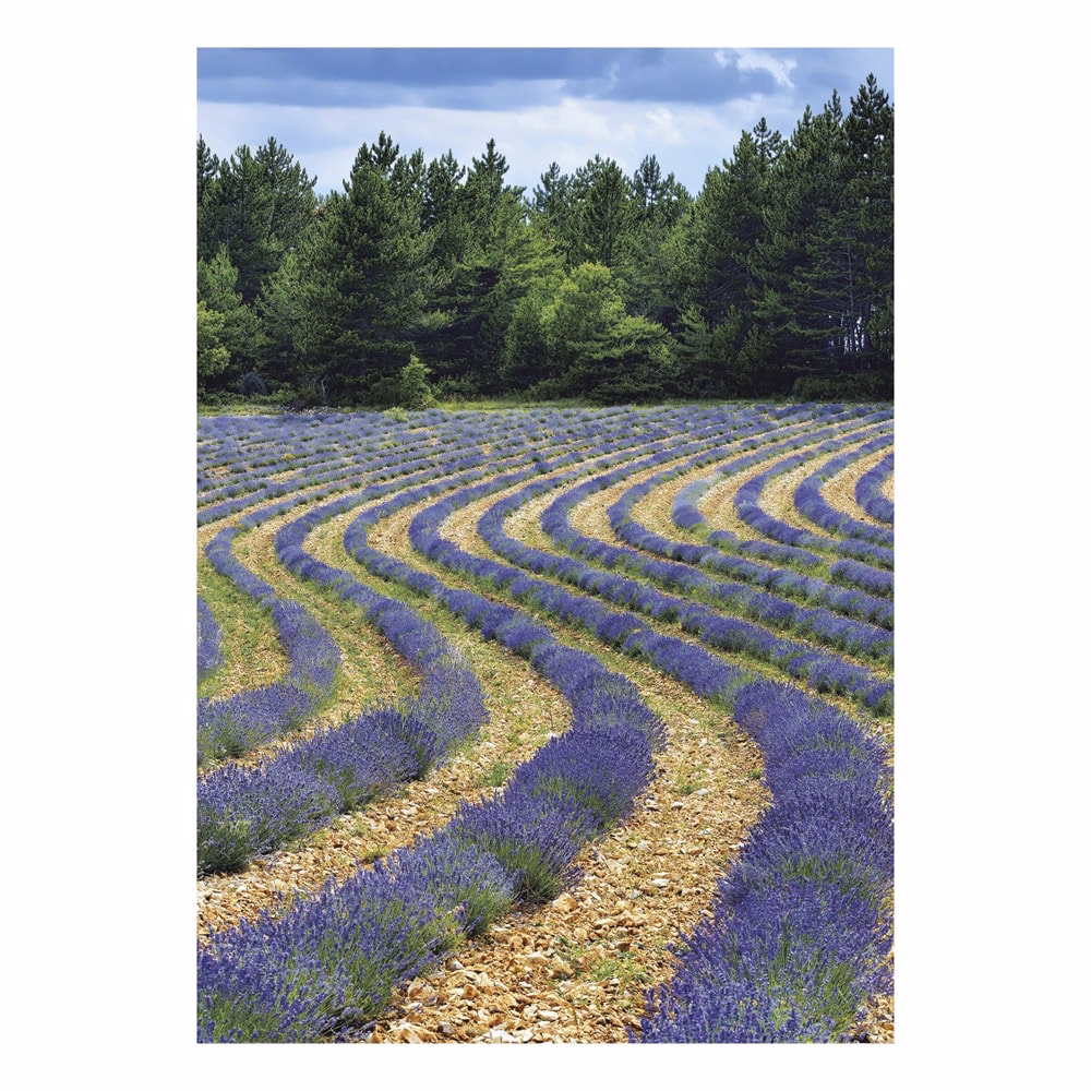 Falinaptár TOPTIMER T092 315x450mm álló Provence 2027