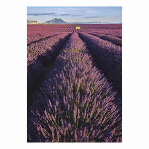 Falinaptár TOPTIMER T092 315x450mm álló Provence 2027