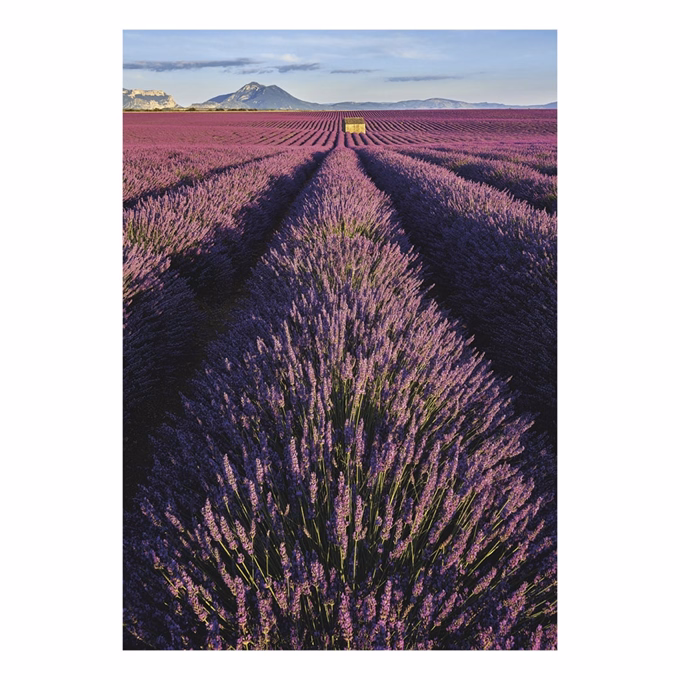 Falinaptár TOPTIMER T092 315x450mm álló Provence 2027
