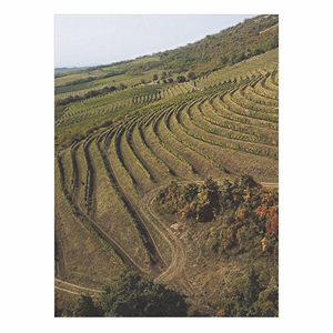 Falinaptár TOPTIMER T093 310x420mm álló Borvidékeink 2026.