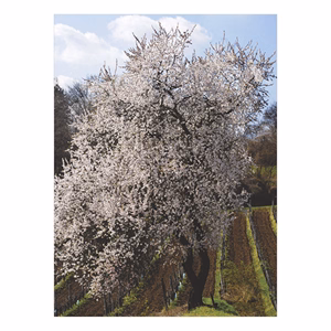 Falinaptár TOPTIMER T093 310x420mm álló Borvidékeink 2026.