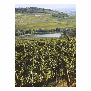 Falinaptár TOPTIMER T093 310x420mm álló Borvidékeink 2026.