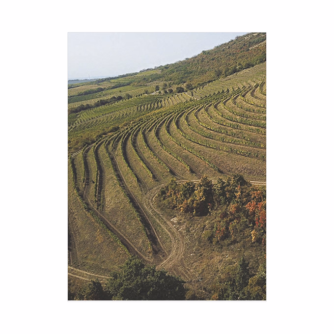 Falinaptár TOPTIMER T093 310x420mm álló Borvidékeink 2026.