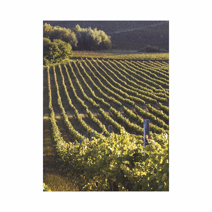 Falinaptár TOPTIMER T093 310x420mm álló Borvidékeink 2026.