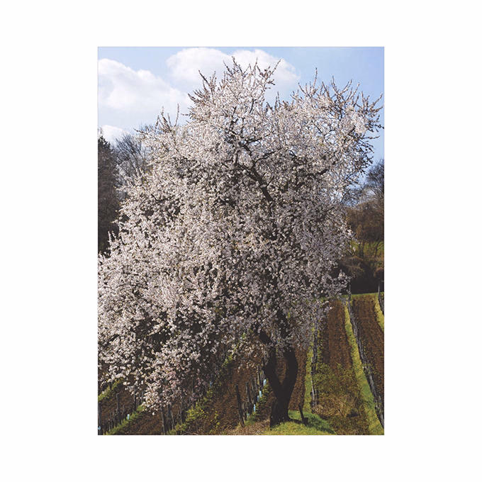 Falinaptár TOPTIMER T093 310x420mm álló Borvidékeink 2026.