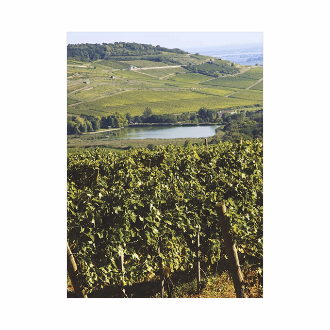 Falinaptár TOPTIMER T093 310x420mm álló Borvidékeink 2026.