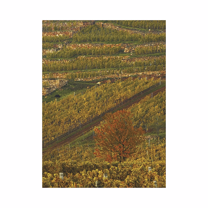 Falinaptár TOPTIMER T093 310x420mm álló Borvidékeink 2026.