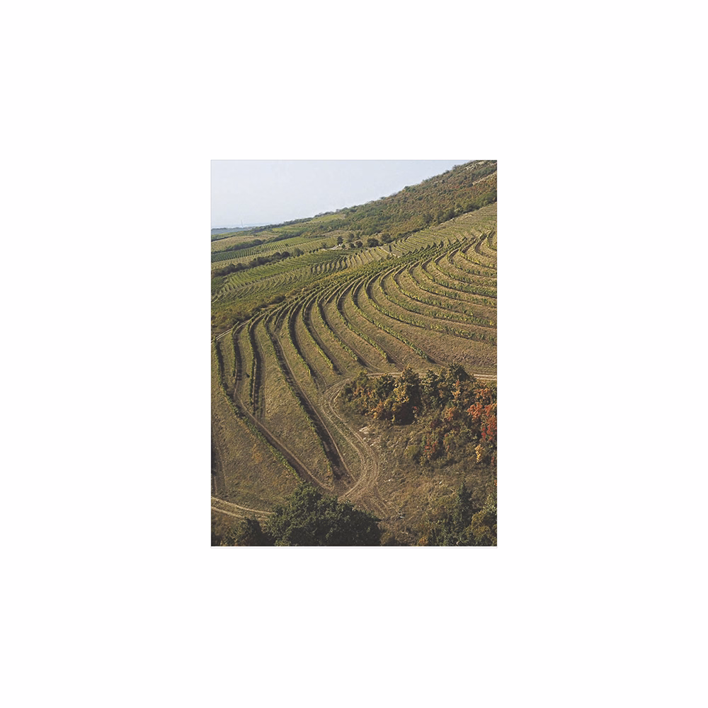 Falinaptár TOPTIMER T093 310x420mm álló Borvidékeink 2026.