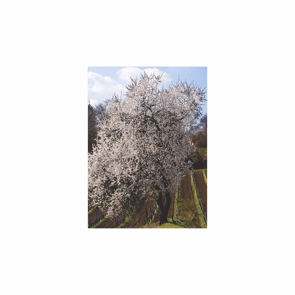 Falinaptár TOPTIMER T093 310x420mm álló Borvidékeink 2026.