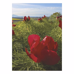 Falinaptár TOPTIMER T093 310x420mm álló Ezerszínű Magyarország 2026.