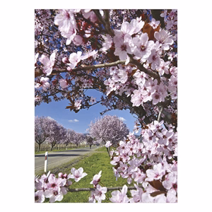 Falinaptár TOPTIMER T093 310x420mm álló Ezerszínű Magyarország 2026.