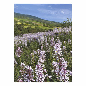 Falinaptár TOPTIMER T093 310x420mm álló Ezerszínű Magyarország 2026.