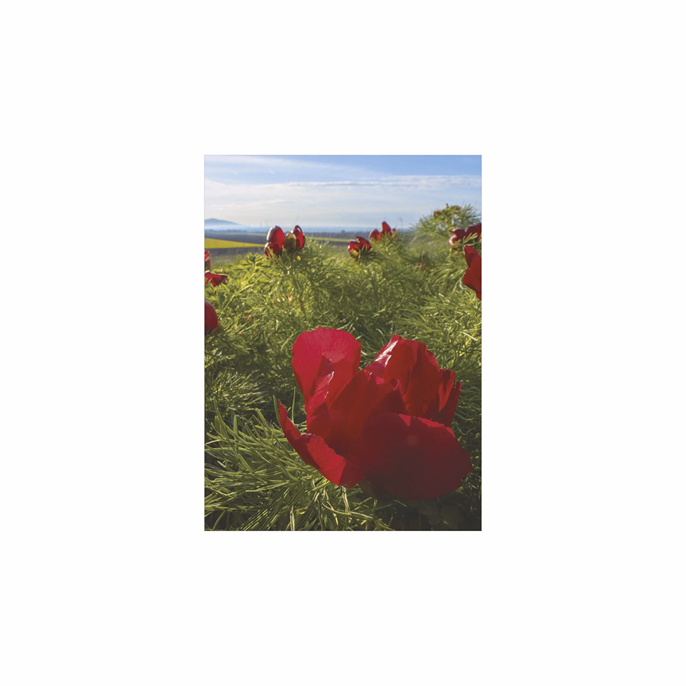 Falinaptár TOPTIMER T093 310x420mm álló Ezerszínű Magyarország 2026.