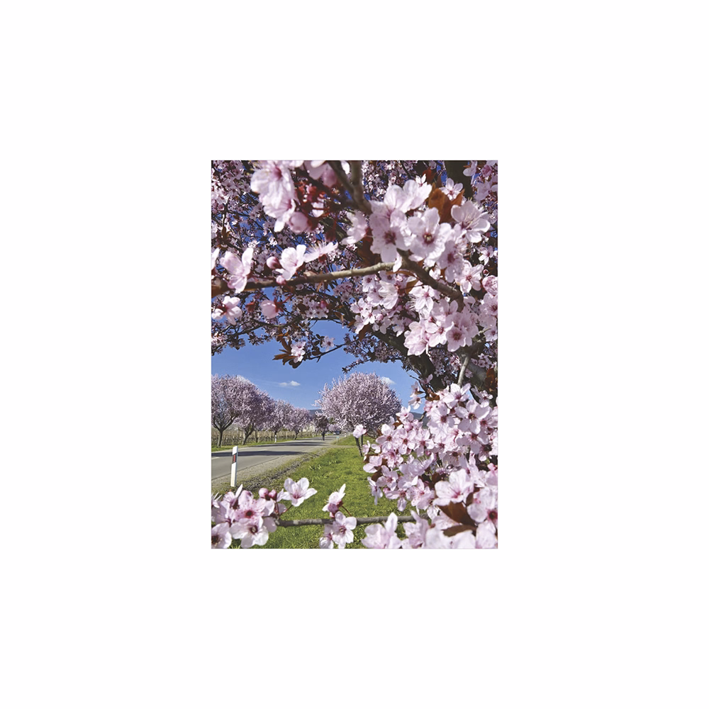 Falinaptár TOPTIMER T093 310x420mm álló Ezerszínű Magyarország 2026.