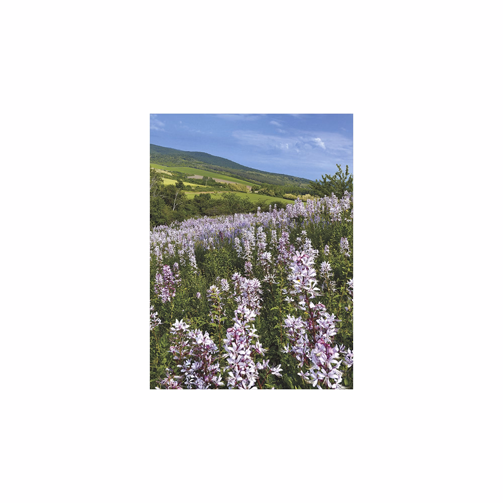 Falinaptár TOPTIMER T093 310x420mm álló Ezerszínű Magyarország 2026.