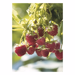 Falinaptár TOPTIMER T093 310x420mm álló Kertésznaptár 2026.