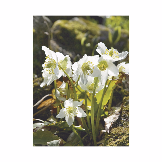 Falinaptár TOPTIMER T093 310x420mm álló Kertésznaptár 2026.