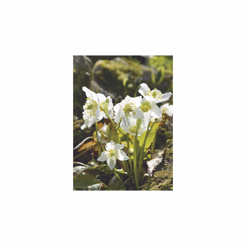 Falinaptár TOPTIMER T093 310x420mm álló Kertésznaptár 2026.