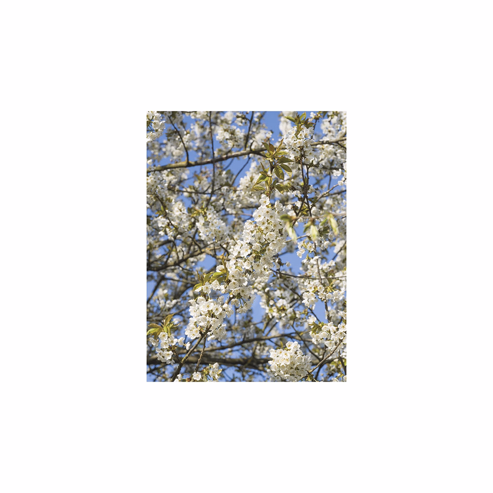 Falinaptár TOPTIMER T093 310x420mm álló Kertésznaptár 2026.