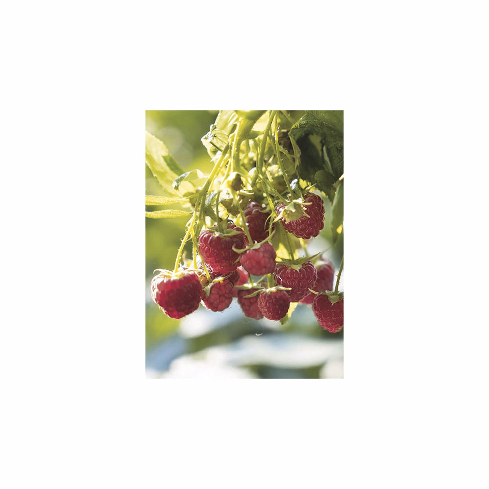 Falinaptár TOPTIMER T093 310x420mm álló Kertésznaptár 2026.