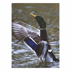 Falinaptár TOPTIMER T093 310x420mm álló Vadászat 2026.