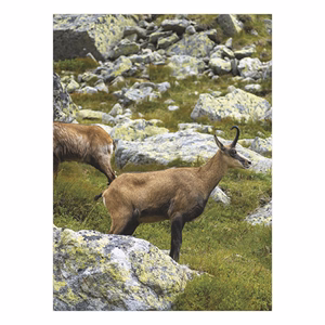 Falinaptár TOPTIMER T093 310x420mm álló Vadászat 2026.