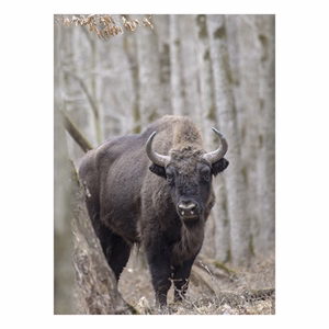 Falinaptár TOPTIMER T093 310x420mm álló Vadászat 2026.