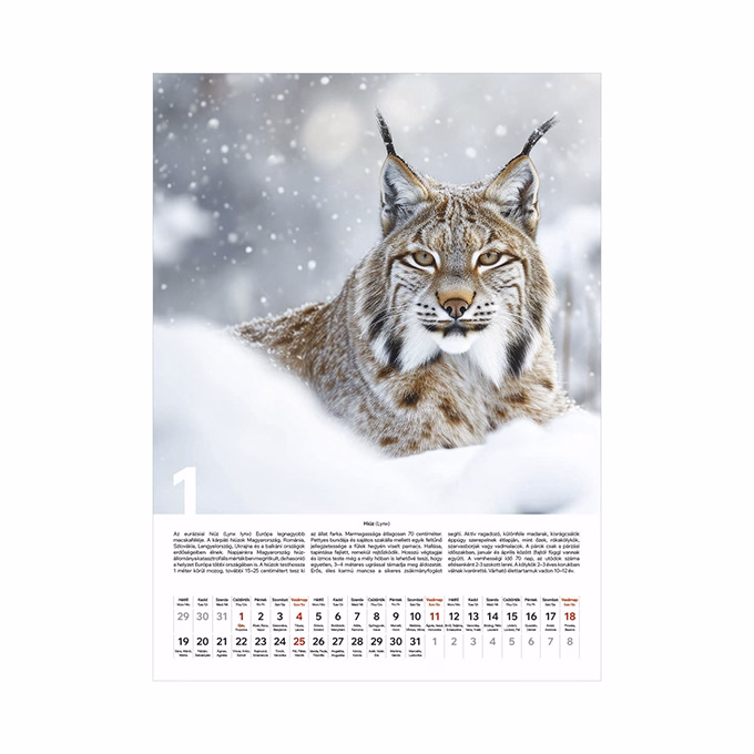 Falinaptár TOPTIMER T093 310x420mm álló Vadászat 2026.