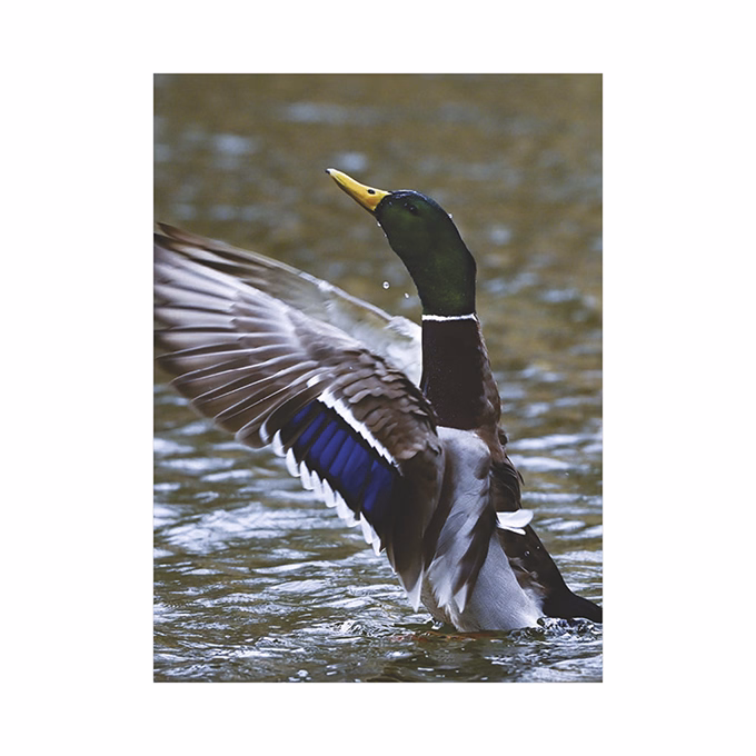 Falinaptár TOPTIMER T093 310x420mm álló Vadászat 2026.