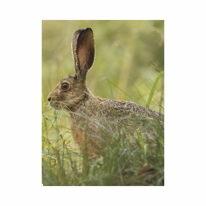 Falinaptár TOPTIMER T093 310x420mm álló Vadászat 2026.