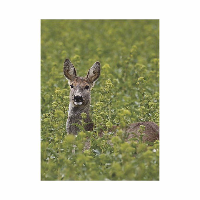 Falinaptár TOPTIMER T093 310x420mm álló Vadászat 2026.