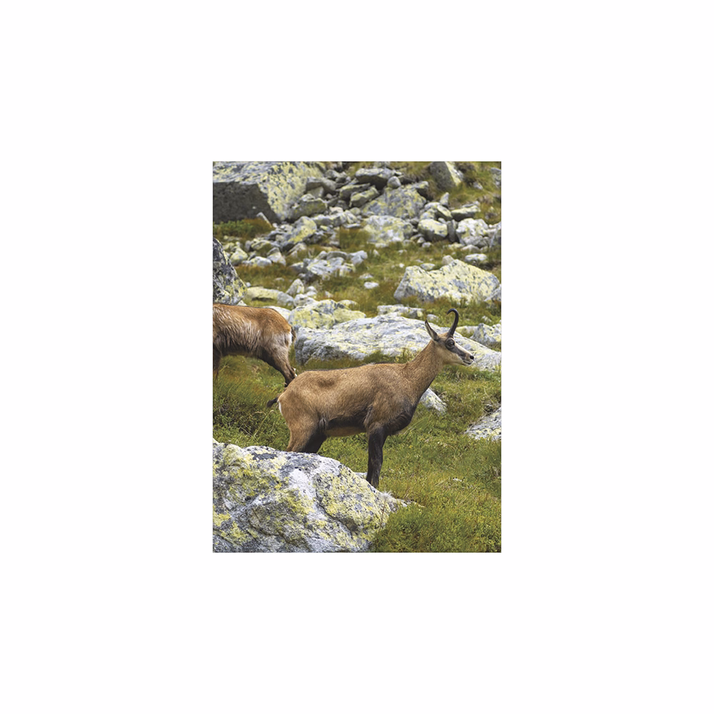 Falinaptár TOPTIMER T093 310x420mm álló Vadászat 2026.