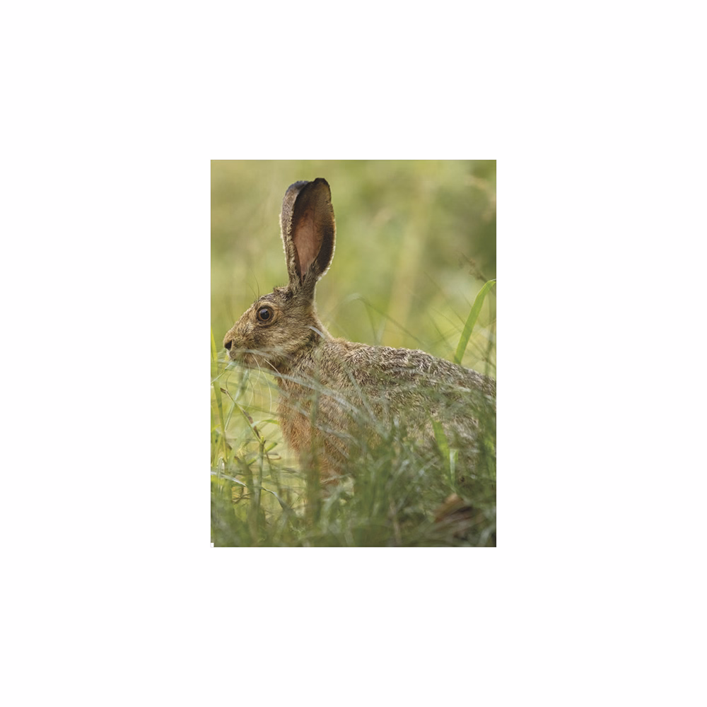 Falinaptár TOPTIMER T093 310x420mm álló Vadászat 2026.