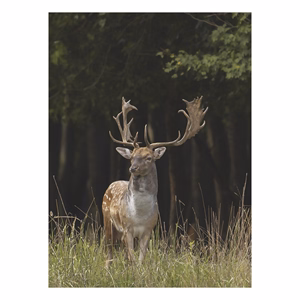Falinaptár TOPTIMER T093 310x420mm álló Vadászat 2027