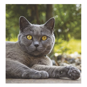 Falinaptár TOPTIMER T094 220x330mm álló Cicák 2026.