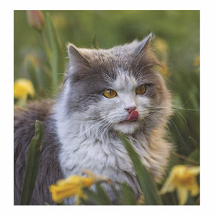 Falinaptár TOPTIMER T094 220x330mm álló Cicák 2026.