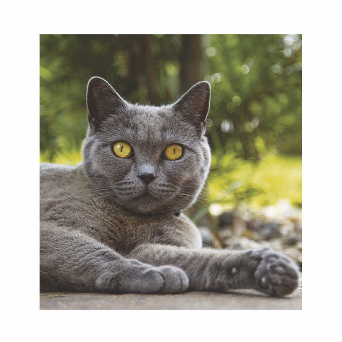 Falinaptár TOPTIMER T094 220x330mm álló Cicák 2026.