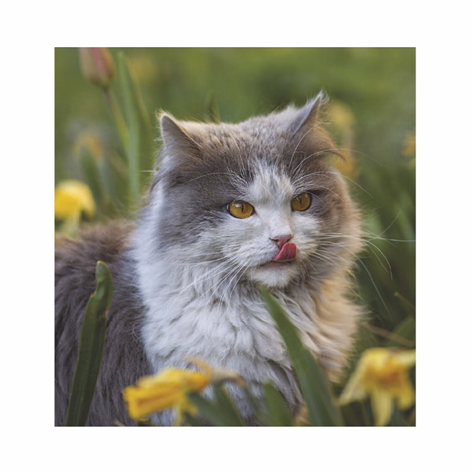 Falinaptár TOPTIMER T094 220x330mm álló Cicák 2026.