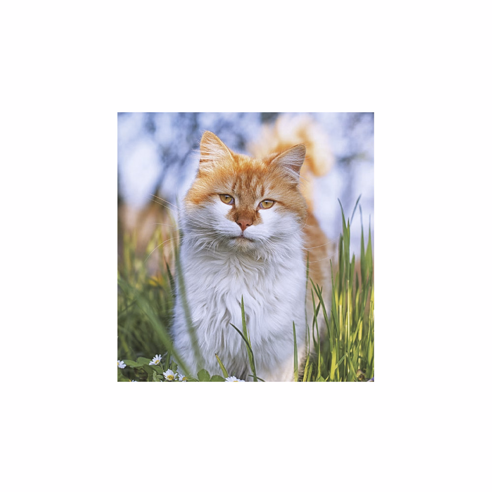 Falinaptár TOPTIMER T094 220x330mm álló Cicák 2026.