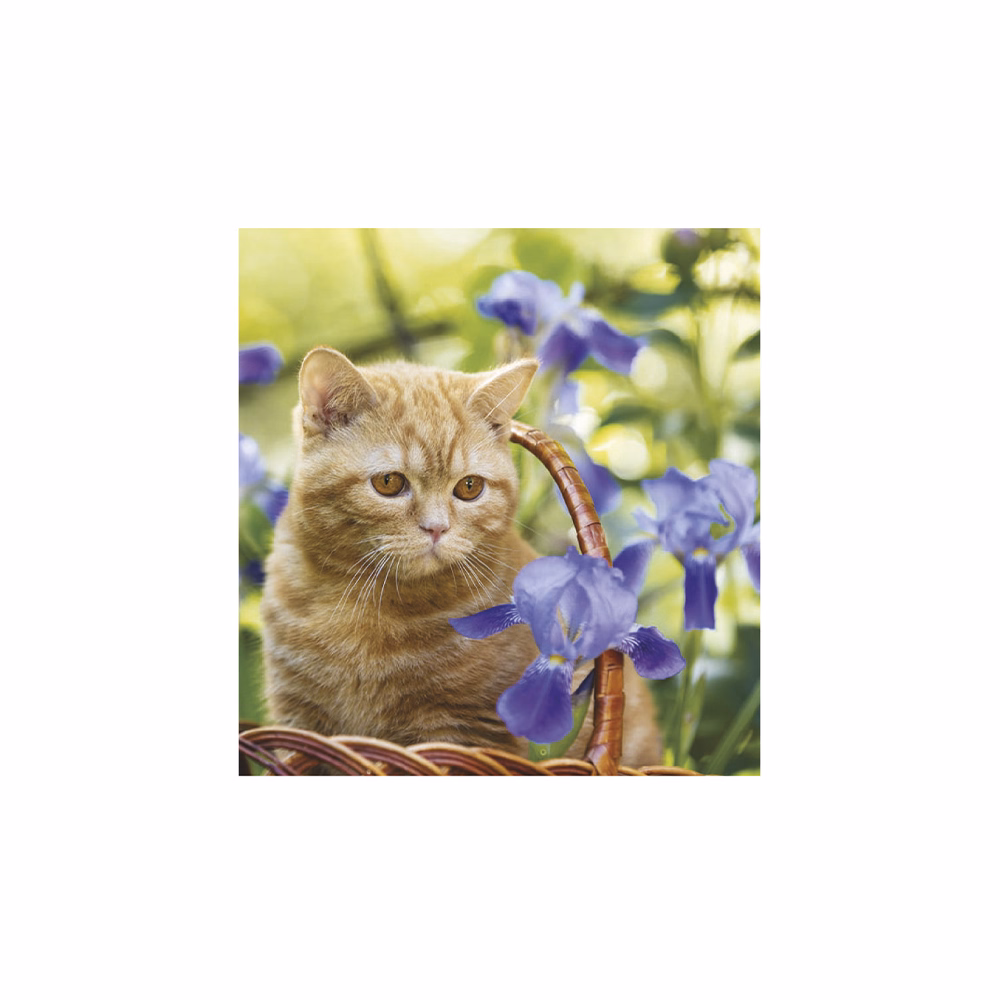 Falinaptár TOPTIMER T094 220x330mm álló Cicák 2026.