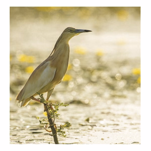 Falinaptár TOPTIMER T094 220x330mm álló Hangulatok 2026.