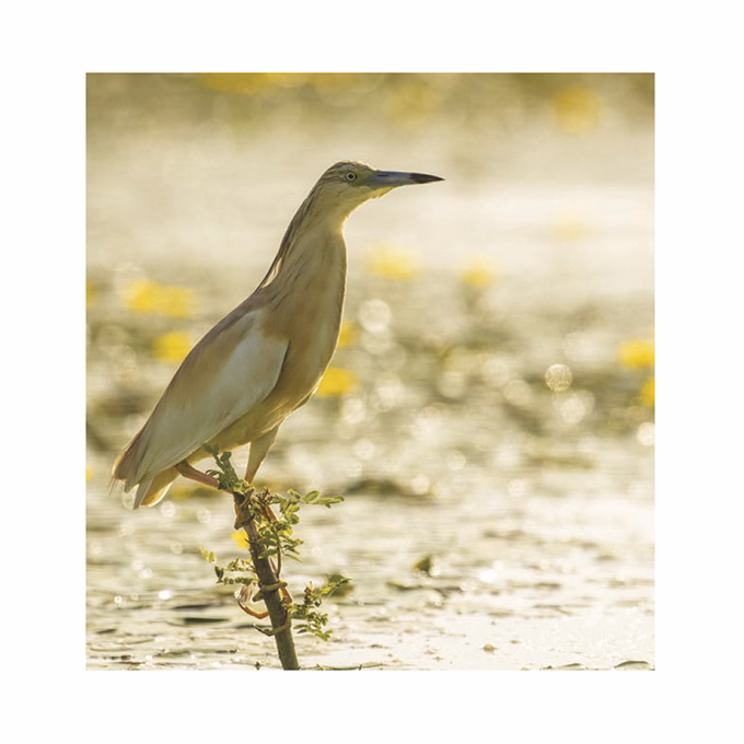 Falinaptár TOPTIMER T094 220x330mm álló Hangulatok 2026.