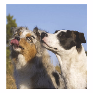 Falinaptár TOPTIMER T094 220x330mm álló Kutyák 2026.