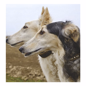 Falinaptár TOPTIMER T094 220x330mm álló Kutyák 2026.