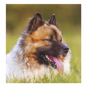 Falinaptár TOPTIMER T094 220x330mm álló Kutyák 2026.