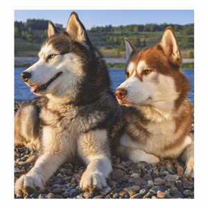 Falinaptár TOPTIMER T094 220x330mm álló Kutyák 2026.